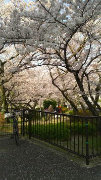 桜の花 （Cherry blossoms ）