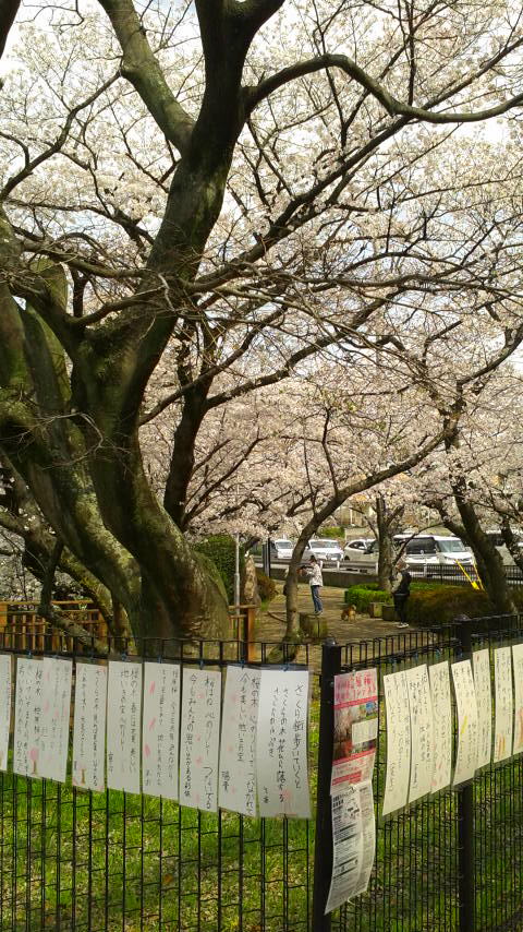 Spring really has come in Fukuoka.