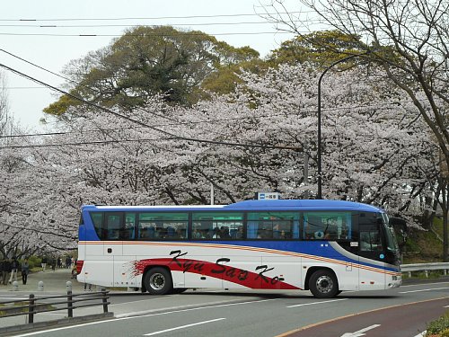 福岡市美術館東口　舞鶴公園駐車場の桜2016