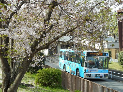 金山団地の桜