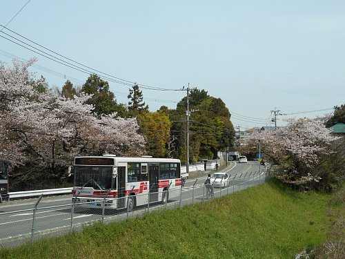 桧原桜前