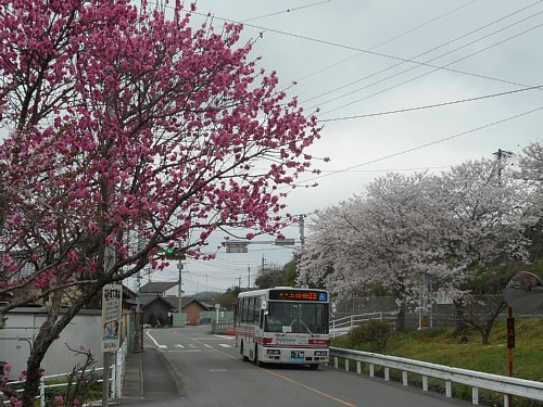 銭代坊の春2017　桜並木