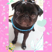 ご来店のお客様
