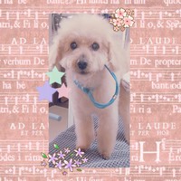 ご来店のお客様