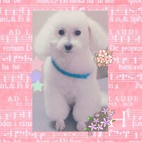 ご来店のお客様
