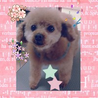 ご来店のお客様