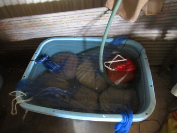 種籾を水浸け
