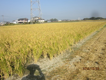朝日の稲刈