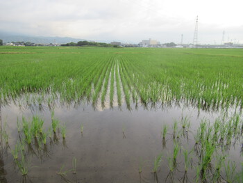 北田