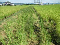 稲刈りも近い