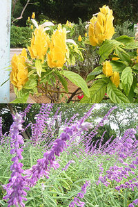花