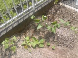 家庭菜園　11　イモの成長記録