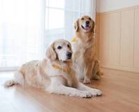 講演会「犬と私の10の約束～犬との幸せな暮らし～」