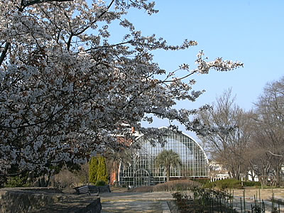 花畑園芸公園、桜咲く。良い天気。
