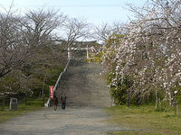 西公園の桜。