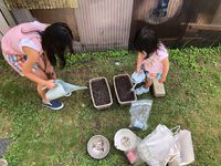 令和アサガオ種蒔き