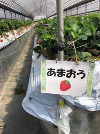 いちご狩りへ行こう！