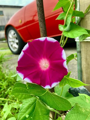 10代目宇宙アサガオ開花