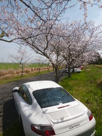 花見のおはあり