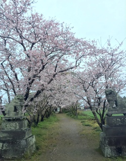2016ＳＡＫＵＲＡ