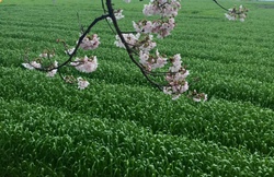 2016ＳＡＫＵＲＡ