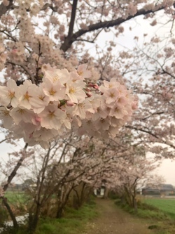 2016ＳＡＫＵＲＡ