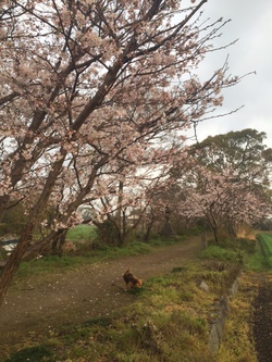 2016ＳＡＫＵＲＡ
