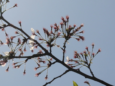 蘂桜xzv26