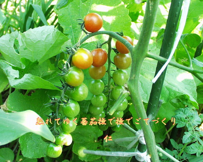 フォト５７５『　熟れてゆく蕃茄撫で撫でごてづくり　』ｚｓ０４０１ｓｓ０３