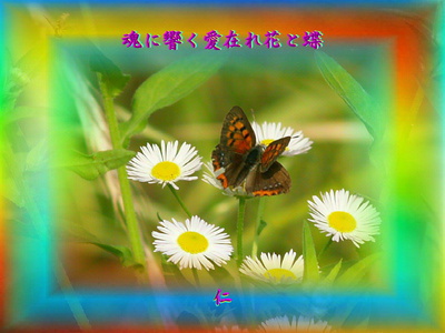 『　魂に響く愛在れ花と蝶　』遊行俳句で交心ｙｚｗ０５０７
