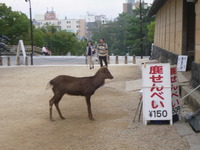 しかと見られました