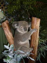 DAYS　ＯＦ　ＡＵＳＴＲＡＬＩＡ　＃３
