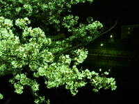 よっ！桜