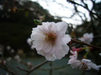 落葉の時