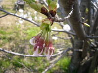 桜2010花