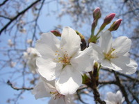 桜2010花