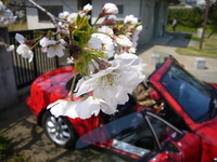 桜2010花