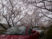 桜満開プチ温泉ツー