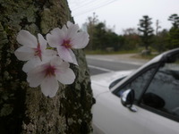 桜満開プチ温泉ツー