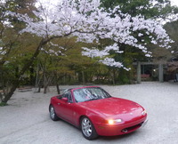 桜満開プチ温泉ツー