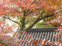 紅葉の頃ん