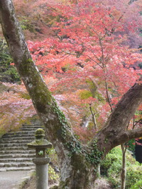 紅葉の頃ん