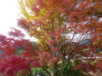 紅葉の頃ん