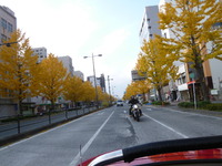 櫨並木にい紅葉！