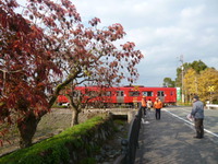 櫨並木にい紅葉！