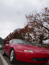 櫨並木にい紅葉！