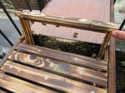 日本ミツバチ　単枠巣箱　２回目内検