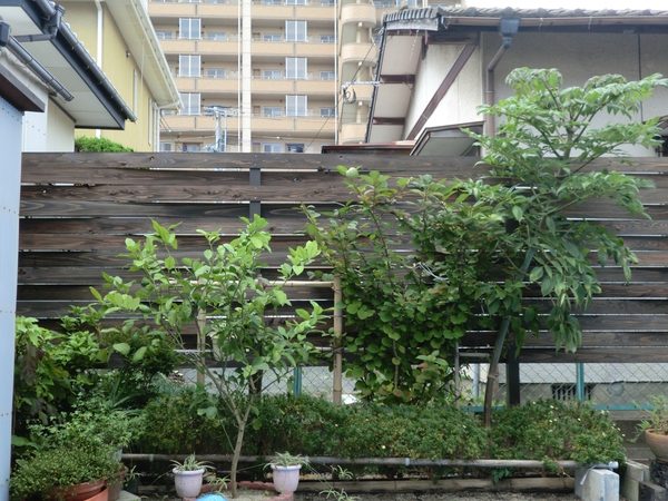 ～セイケンハウスの日常～　板塀完成