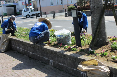 川崎町役場、玄関前の　花壇の草取り