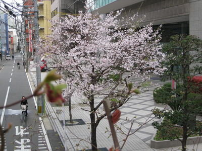 ♪桜満開